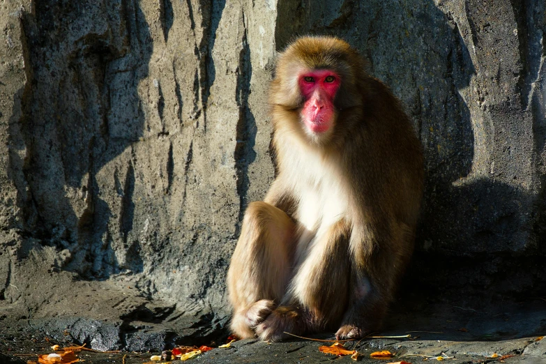 a monkey sitting on the ground looking off into the distance