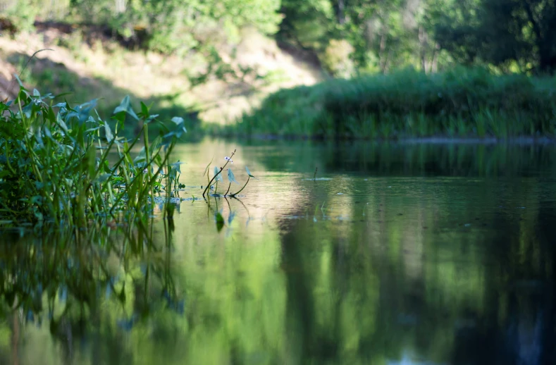 the view from a boat of some plants on water