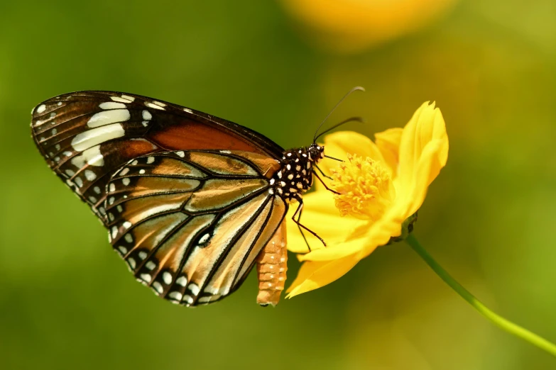 a colorful erfly sitting on a yellow flower