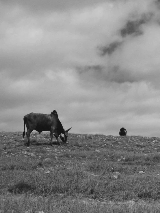 an animal is in the middle of a grassy field