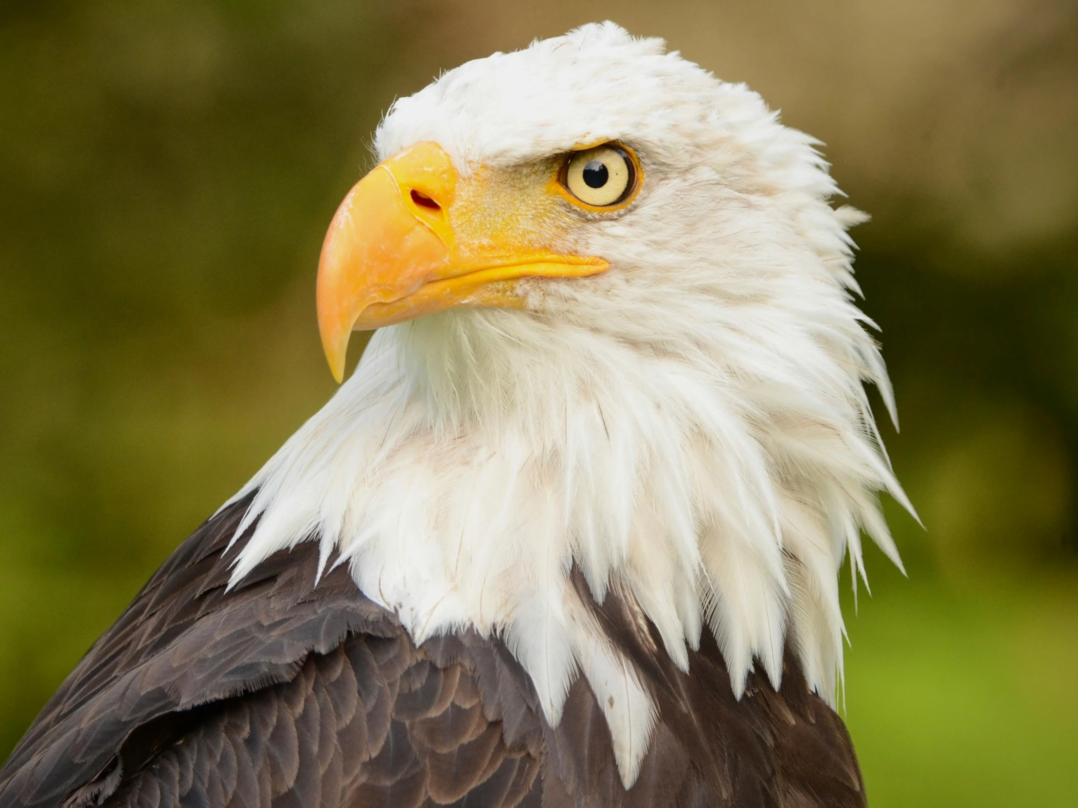 a bald eagle with an eagle's head turned in front of it