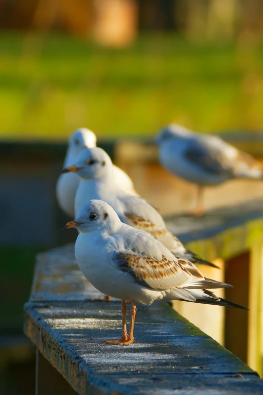 four white birds standing on a wooden ledge