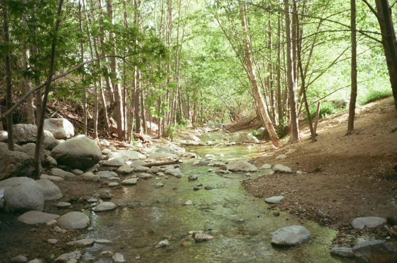 a stream runs between trees along the bank