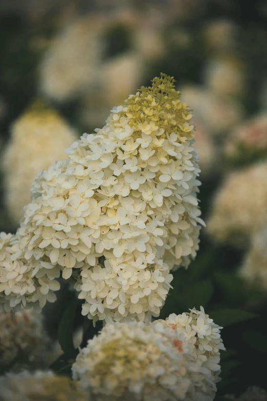 this is some white flowers blooming together