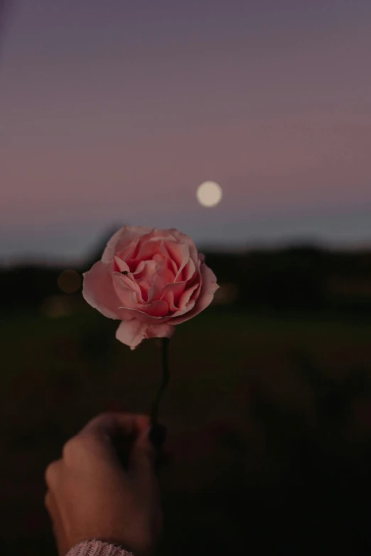 a person holding a small pink rose up at sunset