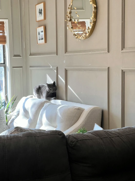 a cat is lying on the edge of the couch