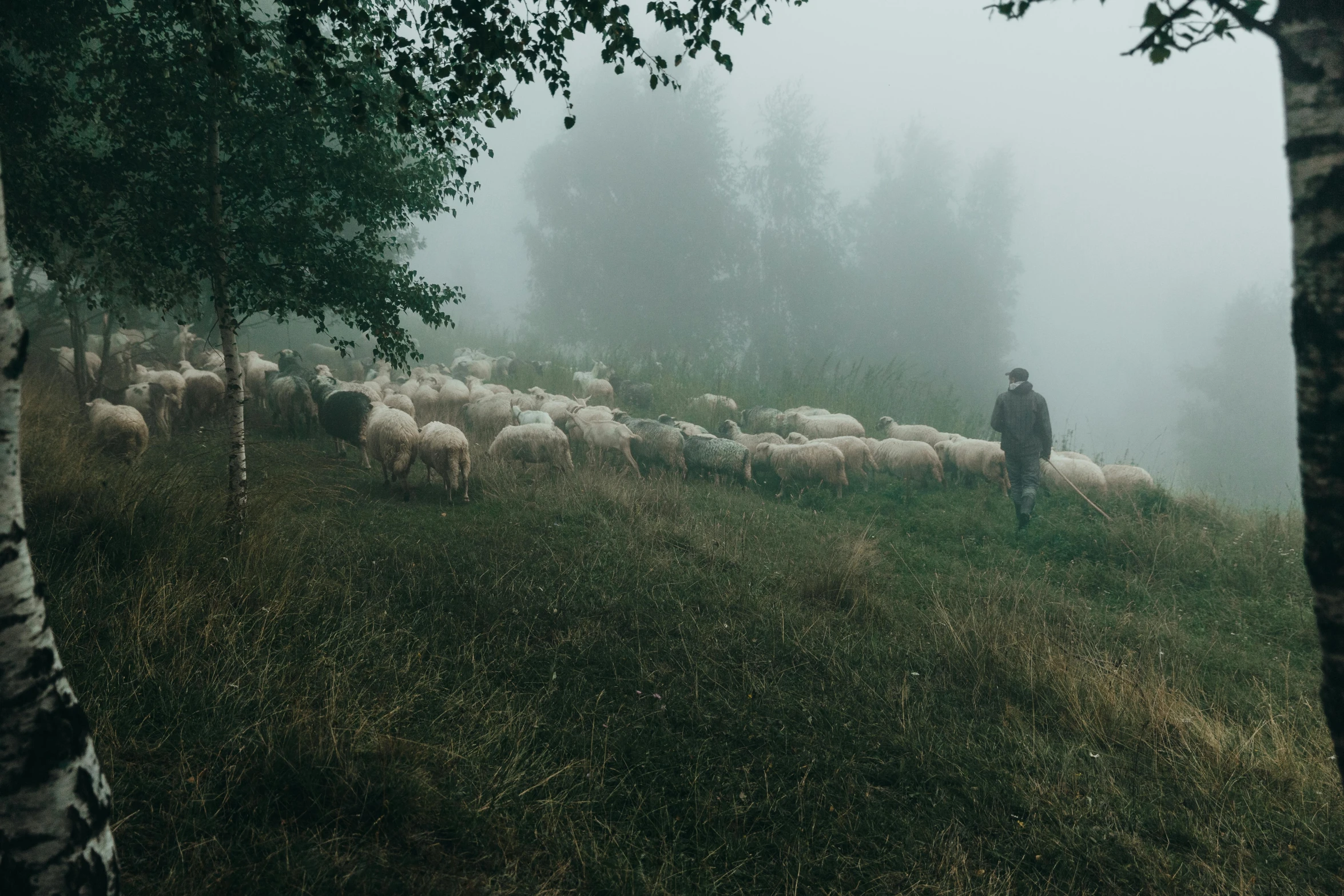 a person herding a flock of sheep through the mist