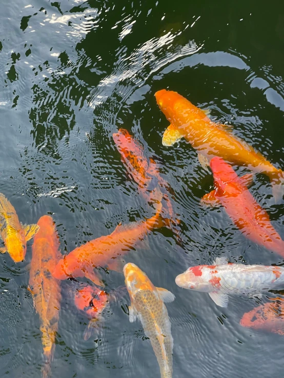 many orange and white fish in a pond