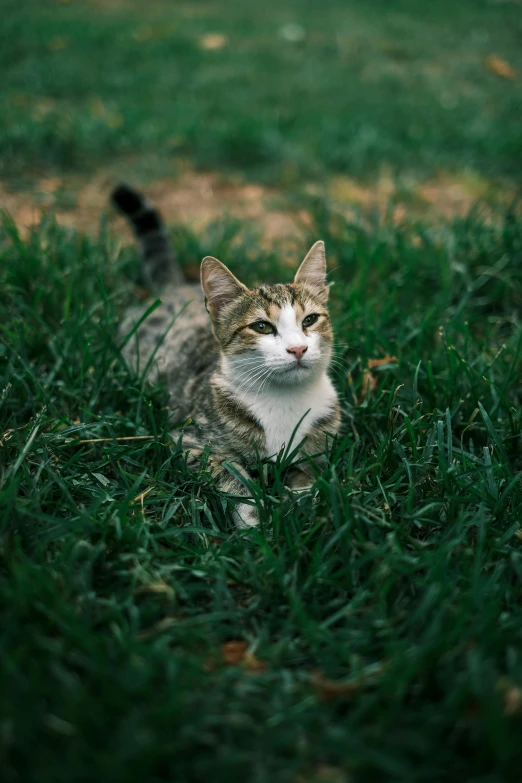 a cat in a field of grass looking up at the camera