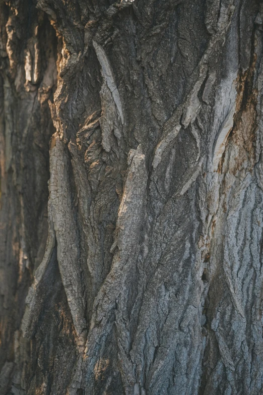 a tree has many tree bark patterns