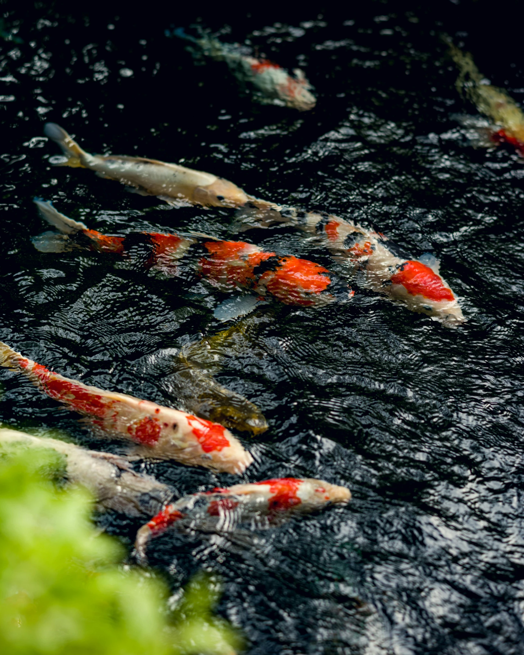 several small carpies of various colors swim in a pond