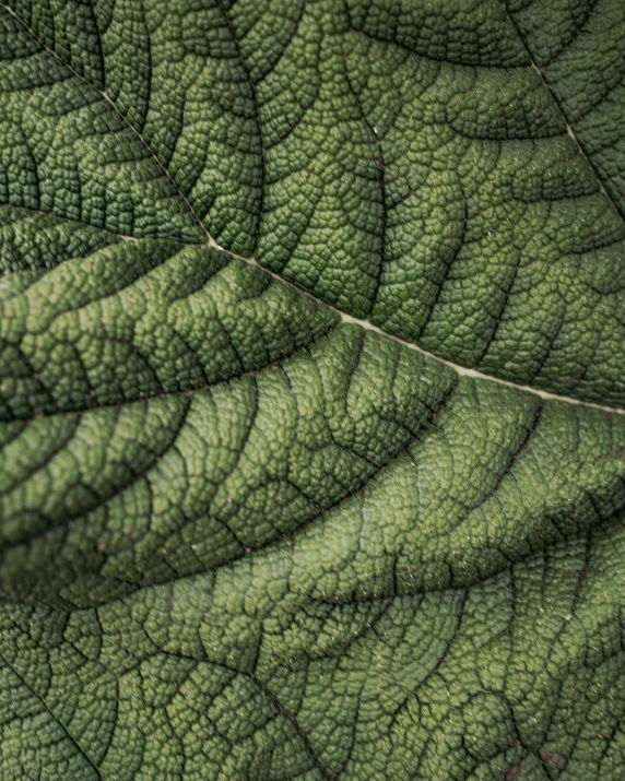 closeup image of the top part of a green leaf