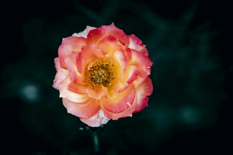 a pink and yellow rose in the middle of a plant