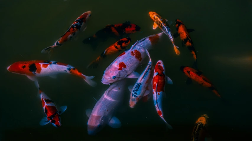 several fancy fishes swimming close together in a pond