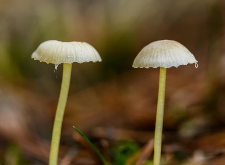 two white mushrooms sit in a group, surrounded by small vegetation