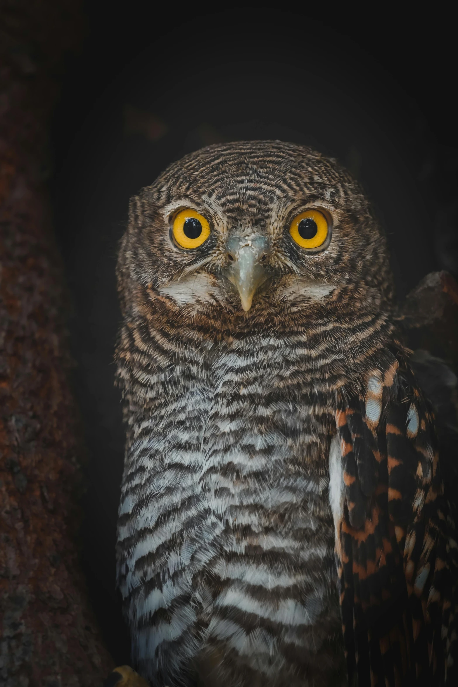 an owl with orange eyes standing in a tree