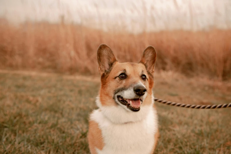 an adorable dog smiles as he stands in the grass