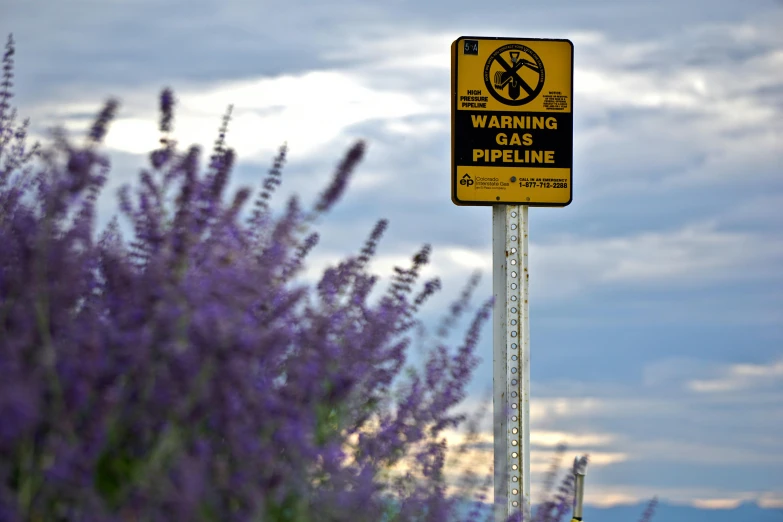 a warning sign about no smoking as purple flowers stand in the foreground