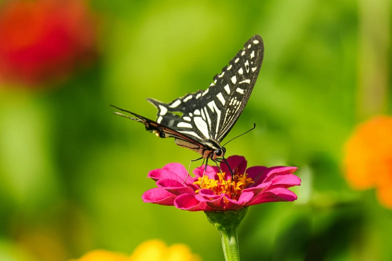 a erfly on a flower next to some bright flowers