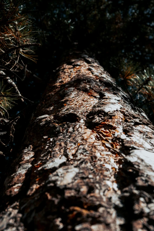 a very tall tree sitting under a very tall tree