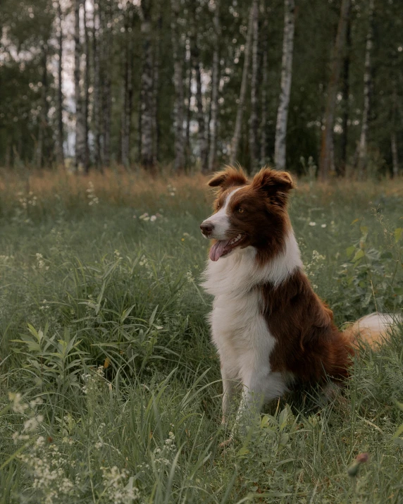 a dog that is sitting in the grass