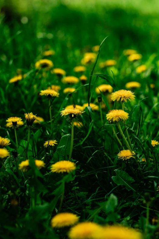 some very pretty dandelions in the grass