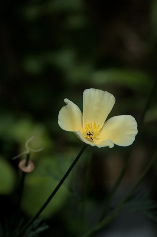 this is a po of a single yellow flower in the forest