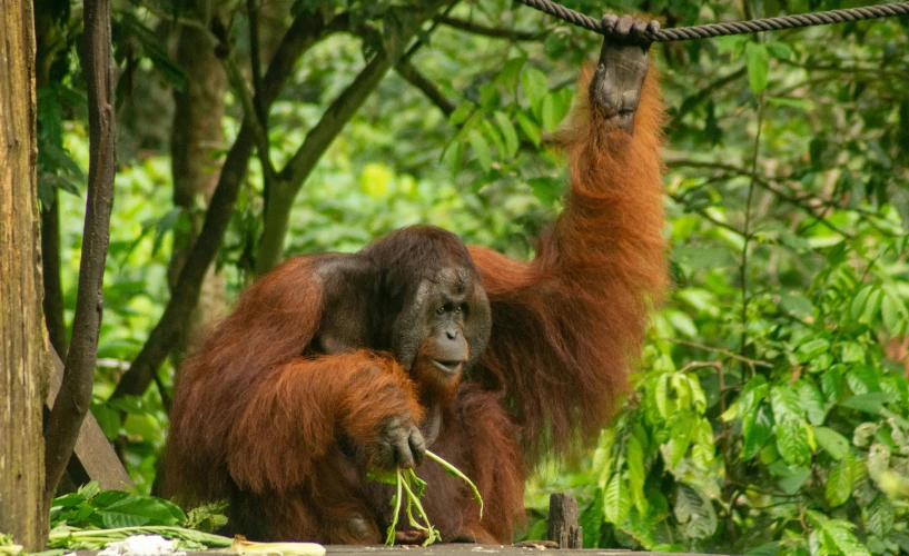 an adult and a young orangua hanging from a rope