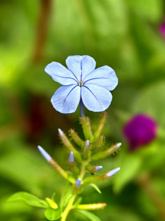 a close up of blue flowers on the green stalk