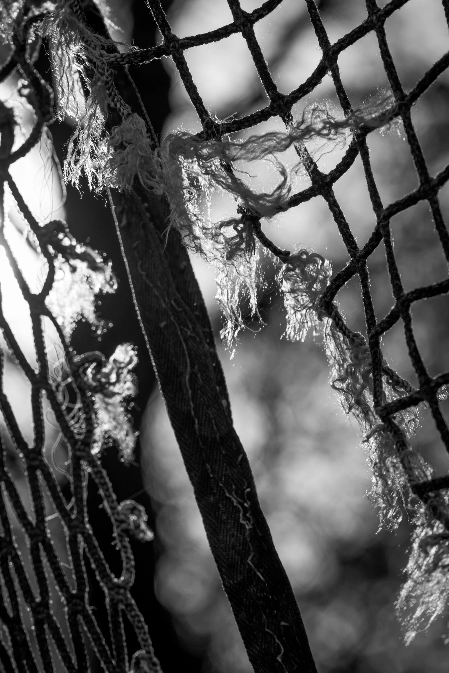 black and white image of a mesh net with leaves on it