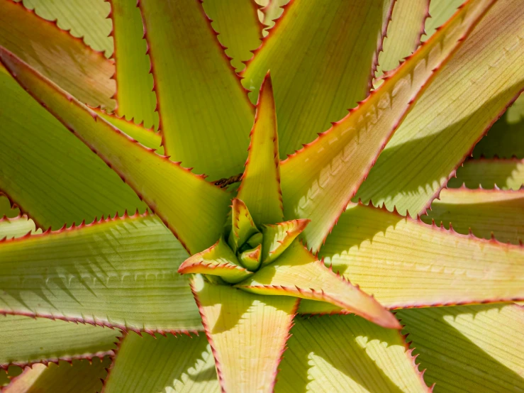 the top view of the leaves of a succulenta plant