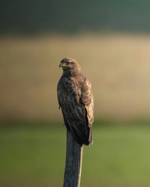 a bird sitting on top of a wooden post