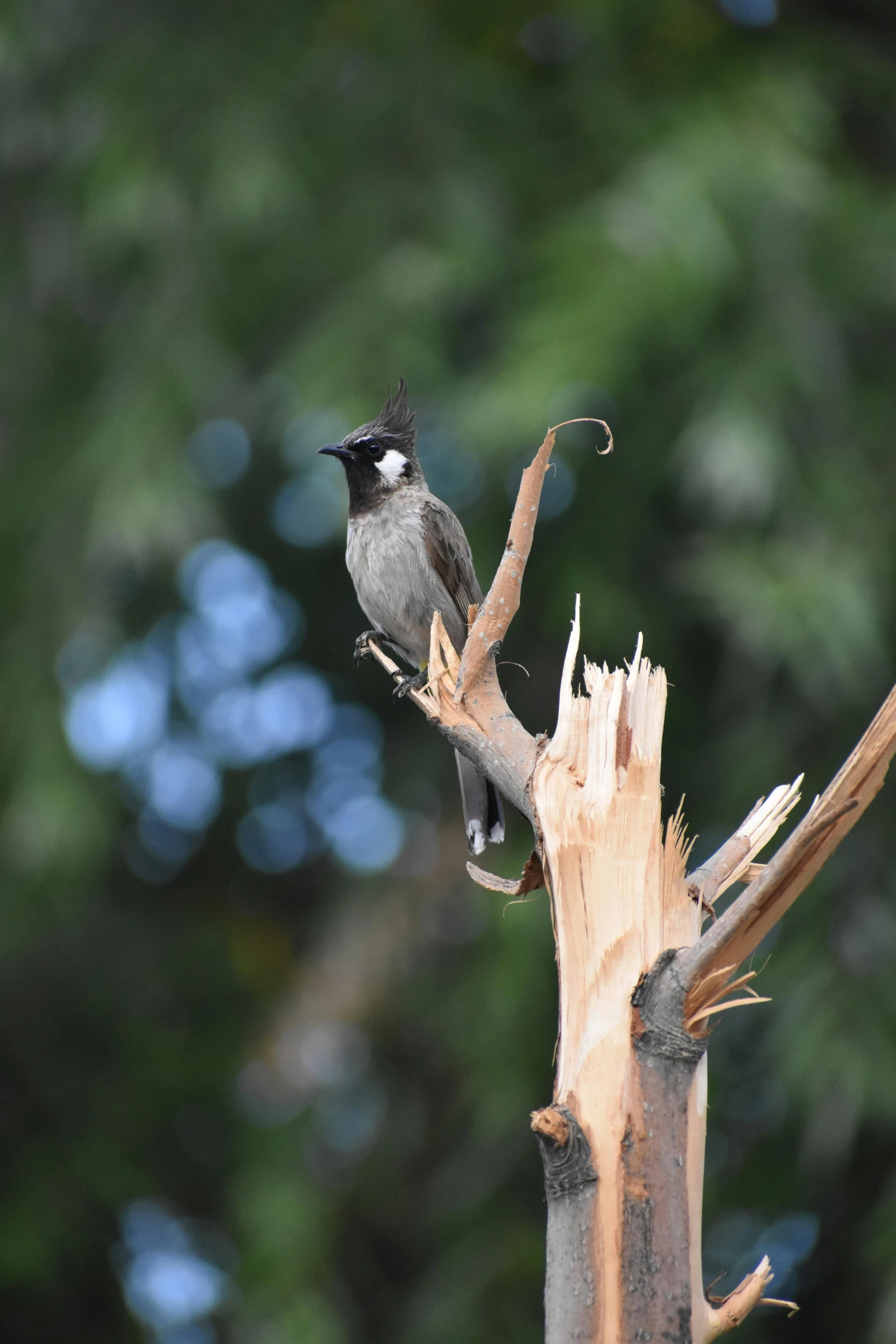 a grey and black bird is standing on an old tree