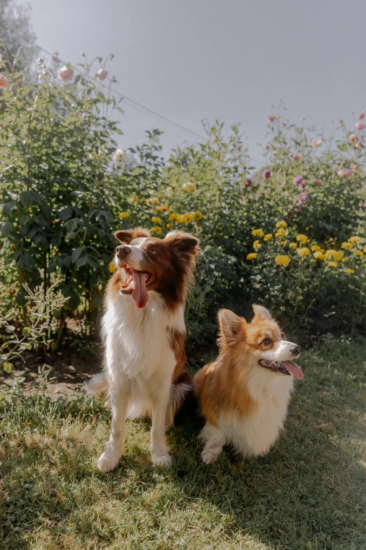 two small dogs sitting in the grass near bushes and flowers