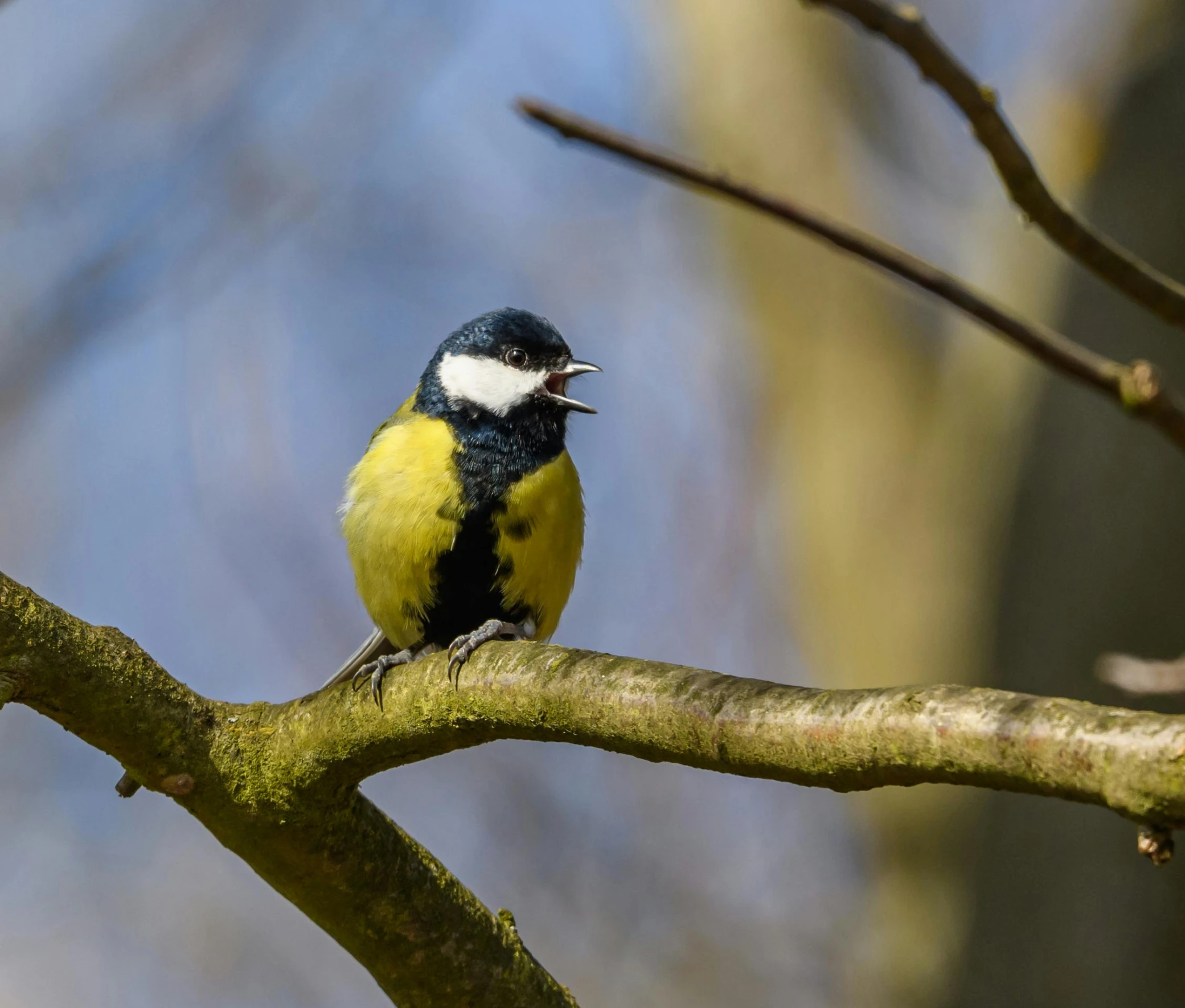 a small bird is on the tree limb looking around