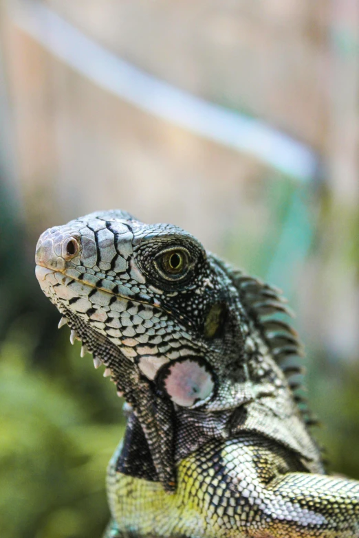 a large lizard with it's mouth open on a tree