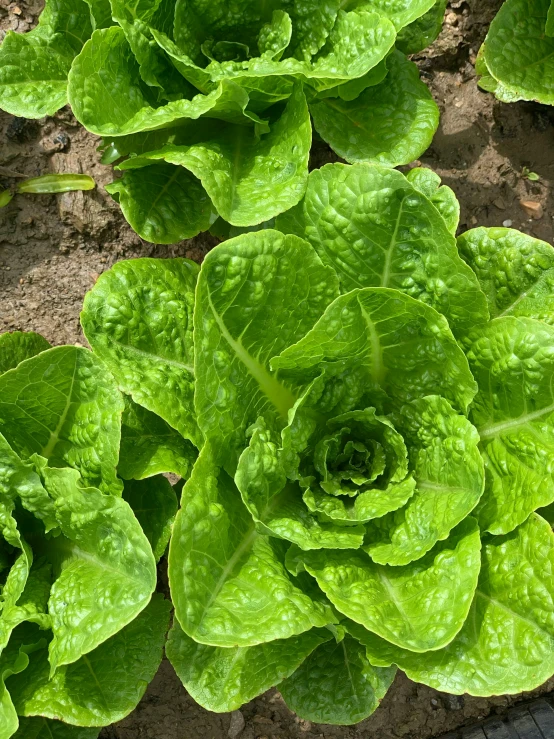 a green plant growing in the dirt near other plants