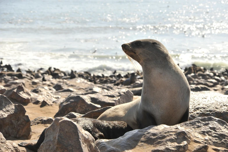 a walong laying on the rocks by the water