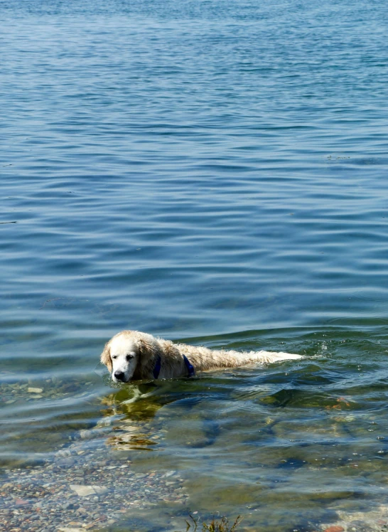 a dog swimming in the water with his head above water's surface