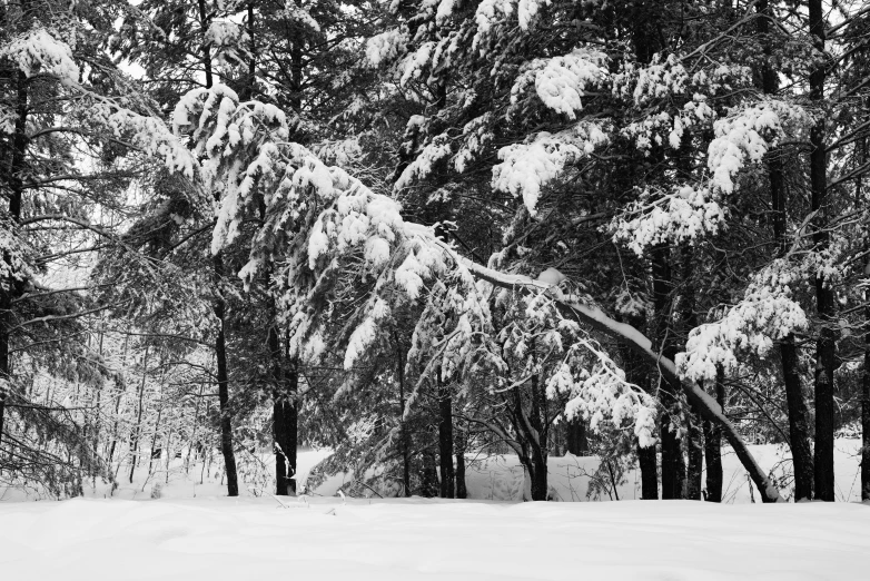 the snow is falling on the ground among many trees