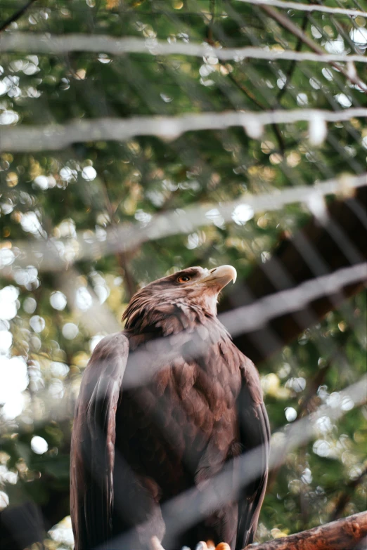 a close up of a bird on a tree limb