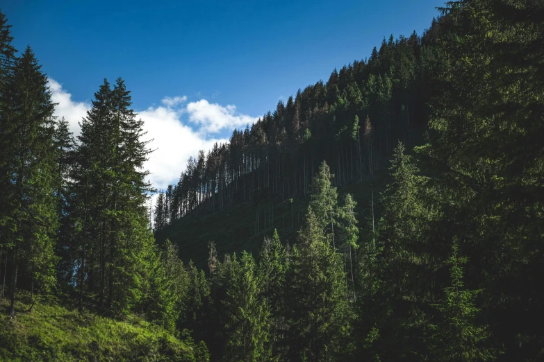 a hill in the middle of some forest