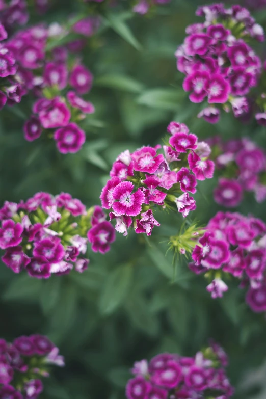 some very pretty pink and white flowers in a field