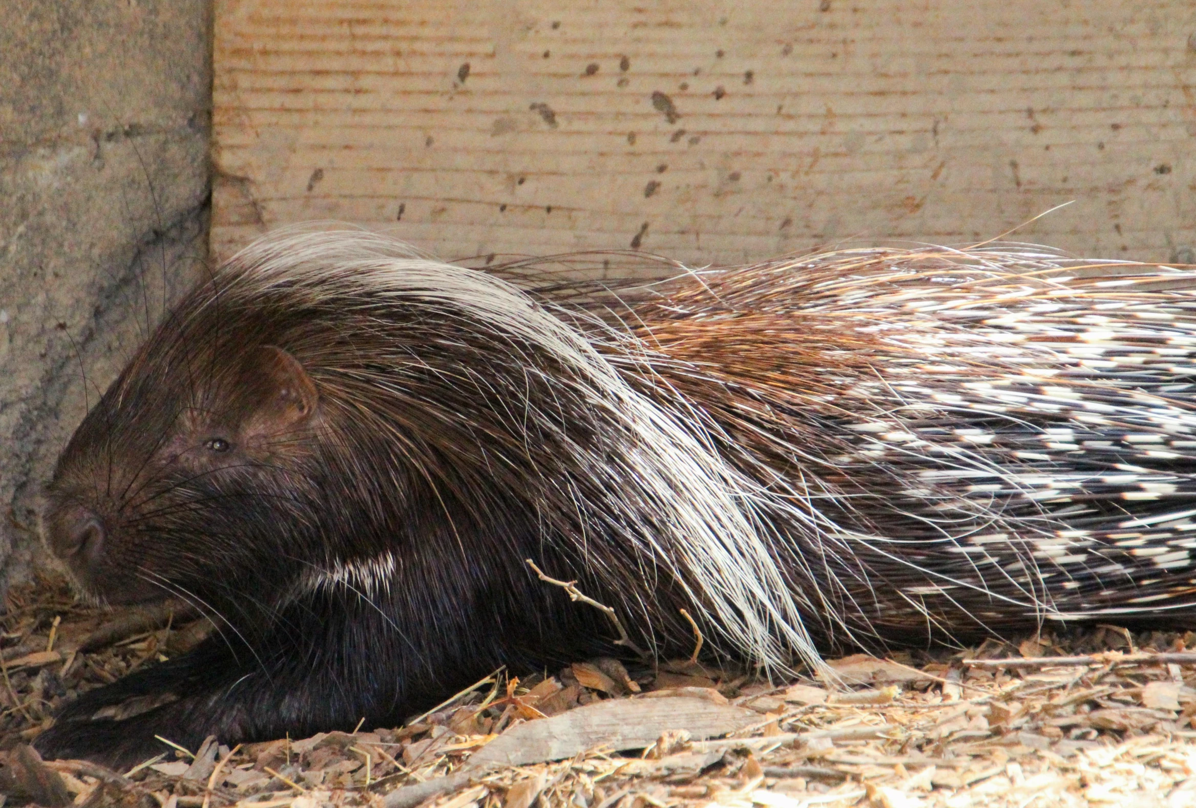 the porcupine is laying down in hay