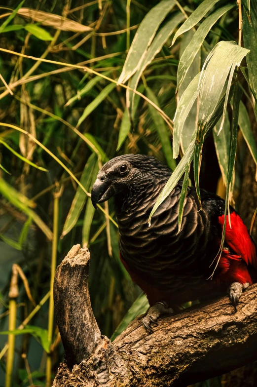 a bird with very long feathers sits in a tree