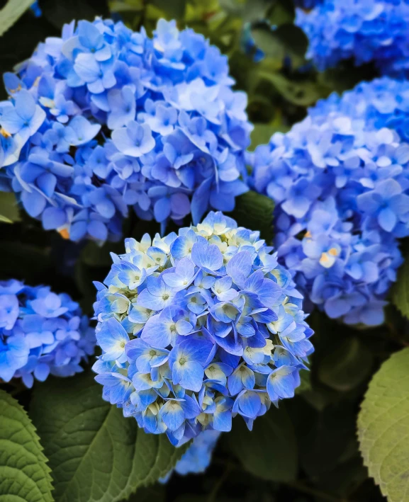 blue hydranthusas are in the midst of green leaves