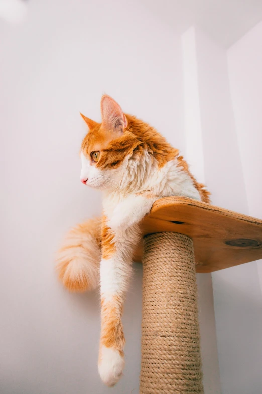 a cat is lying on the top of a scratching post