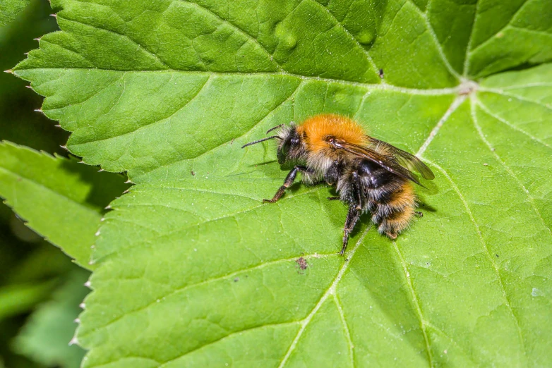 a very cute bee on some big green leaf