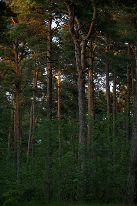 a green field that has some trees in it