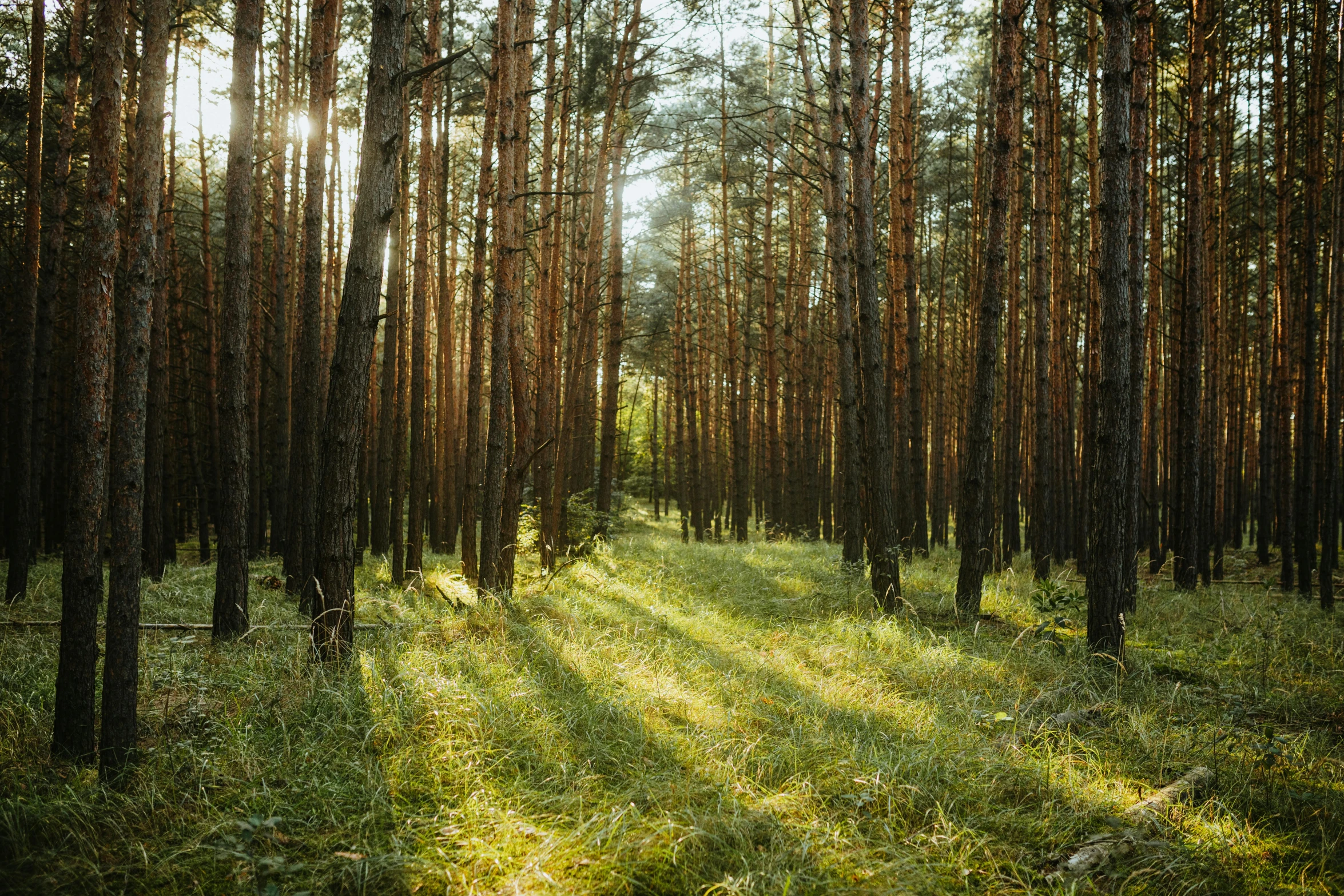 an area with lots of trees that has a long trail